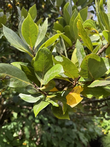 Azores Laurel