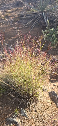 Muhlenbergia porteri observed 2026-10-19