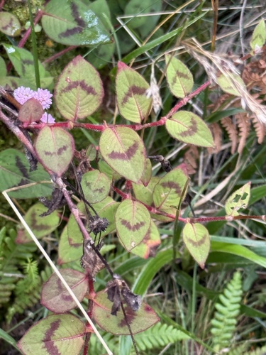 pink knotweed