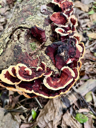 Trametes observed 2026-10-18