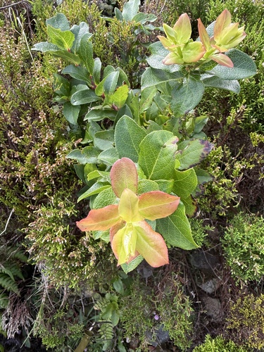 Azores Blueberry
