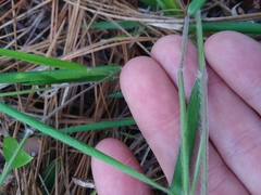 Dichanthelium consanguineum