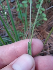 Dichanthelium consanguineum