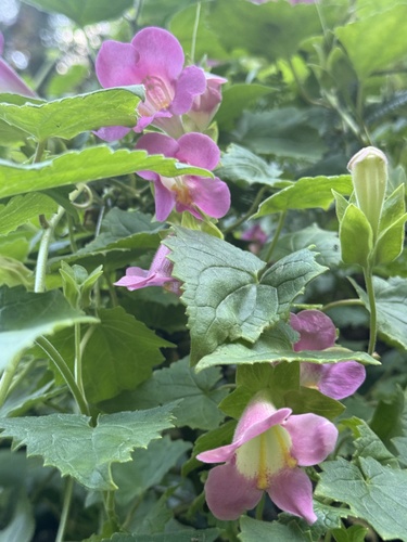 Creeping Gloxinia