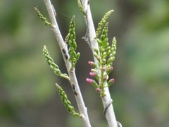 Lonchocarpus guatemalensis