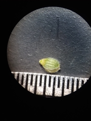 Dichanthelium consanguineum