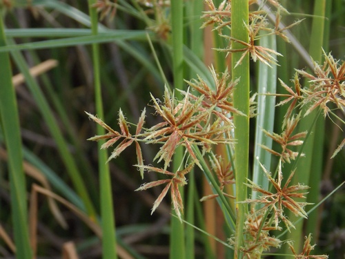 lean flatsedge (Cyperus setigerus)