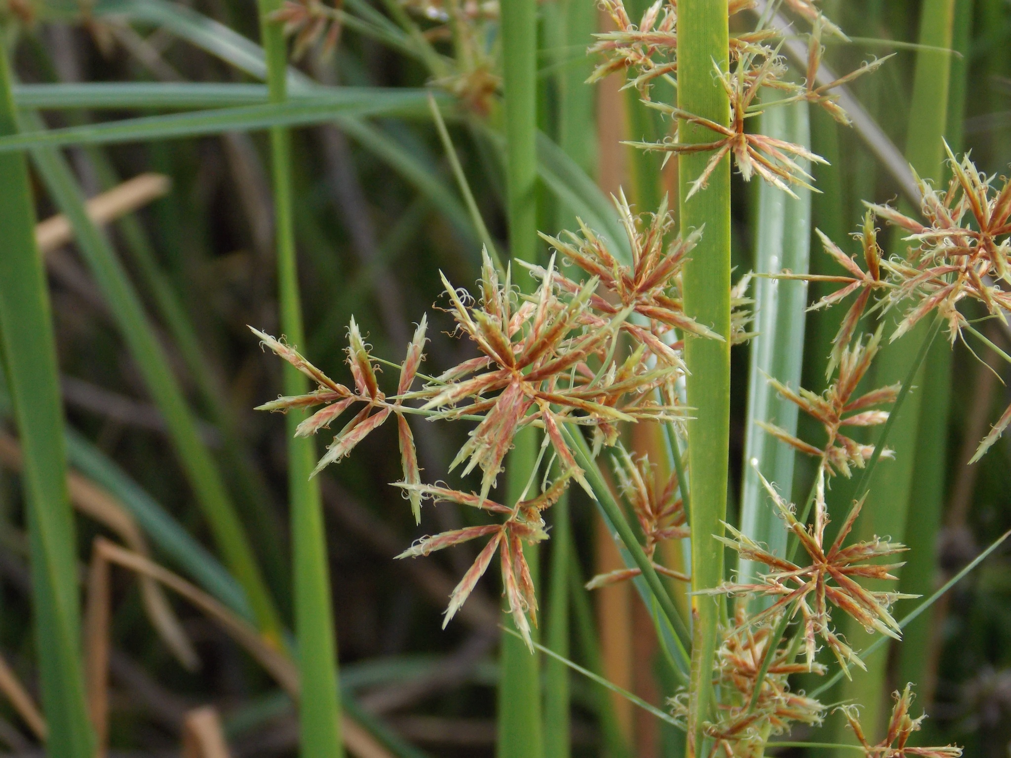 Cyperus setigerus