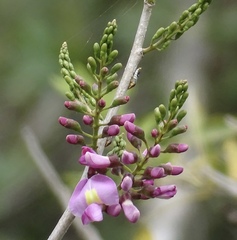Lonchocarpus guatemalensis