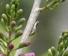 Lonchocarpus guatemalensis