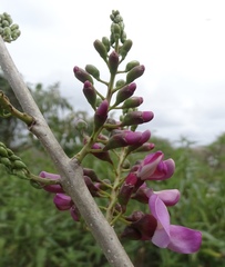 Lonchocarpus guatemalensis