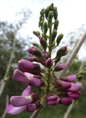 Lonchocarpus guatemalensis
