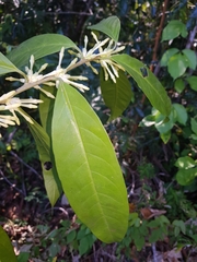 Cestrum schlechtendalii