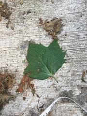 Platanus
