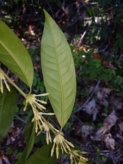 Cestrum schlechtendalii