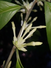 Cestrum schlechtendalii