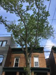 Platanus