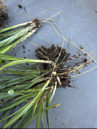 Carex blanda observed 2026-10-19