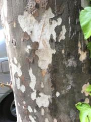 Platanus
