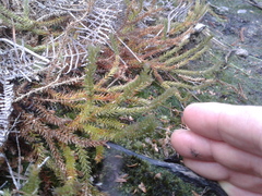 Lateristachys lateralis