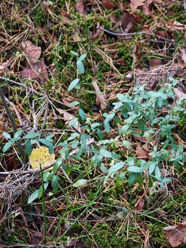 Genista tinctoria, 2026-10-17