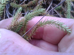 Lateristachys lateralis