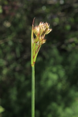 Juncus microcephalus