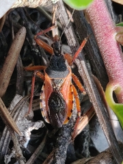 Rhynocoris ventralis