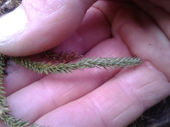 Lateristachys lateralis