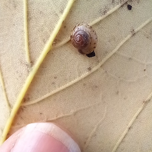 Girdled Snail
