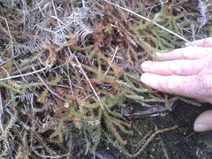 Lateristachys lateralis