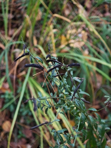Genista tinctoria, 2026-10-17