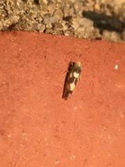 Erythroneura elegans