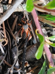 Rhynocoris ventralis