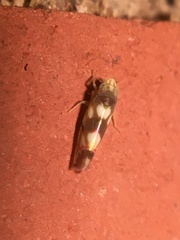 Erythroneura elegans