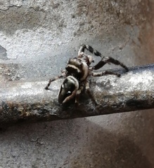 Dendryphantes zygoballoides