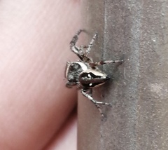 Dendryphantes zygoballoides