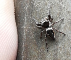 Dendryphantes zygoballoides