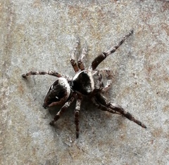 Dendryphantes zygoballoides