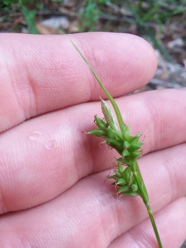Coastal plain sedge (Carex crebriflora)