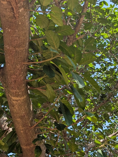 Ficus lutea observed 2026-10-18