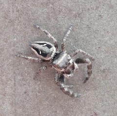 Dendryphantes zygoballoides