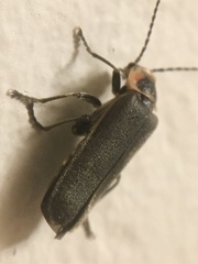 Atalantycha dentigera