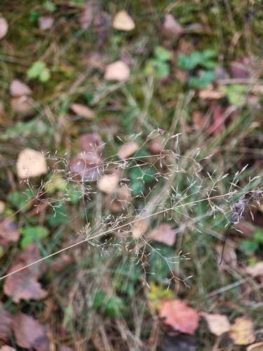 Agrostis capillaris observed 2026-10-17