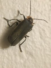 Atalantycha dentigera