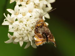 Prochoreutis inflatella