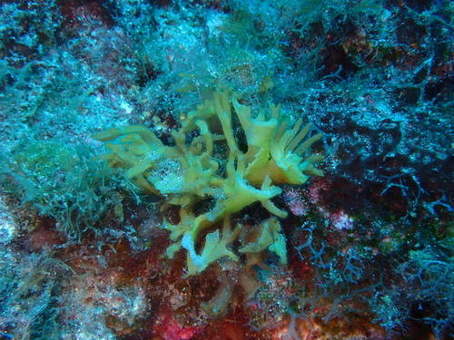 Sebdenia observed 2026-10-11