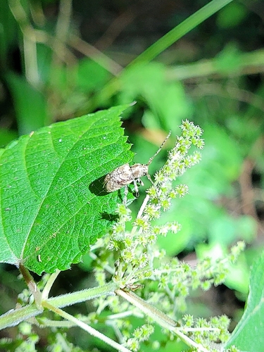 Pterolophia observed 2026-10-19