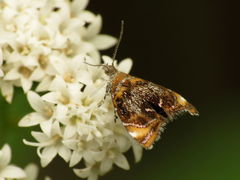 Prochoreutis inflatella