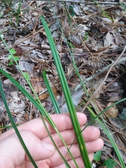 Carex crebriflora